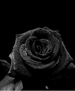 black-rose