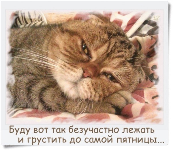 Грустный кот...