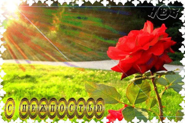 Анимированная открытка с нежностью