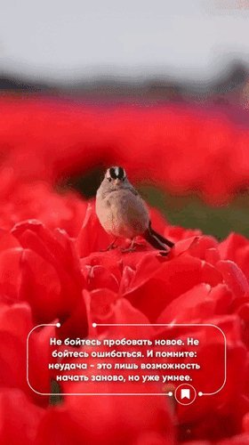 Анимированная открытка не бойтесь пробовать