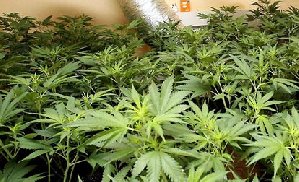 Конопляный прикол