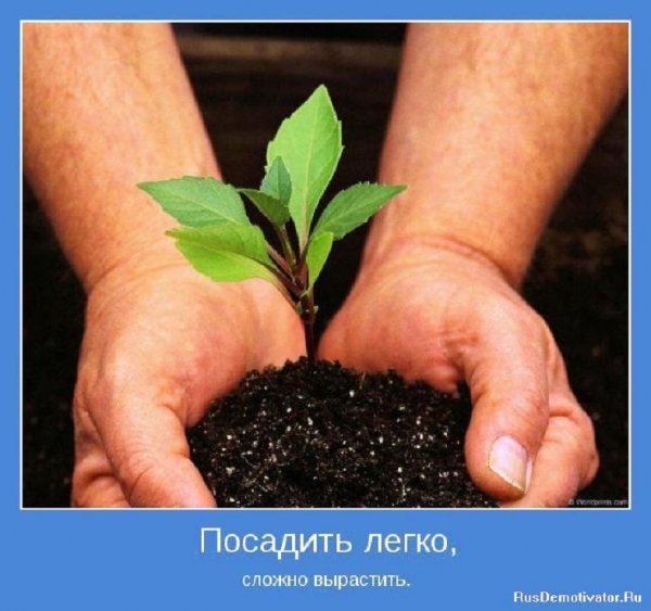 Посадить легко, сложно вырастить..
