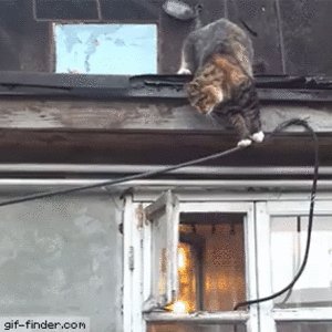 Кот скалолаз