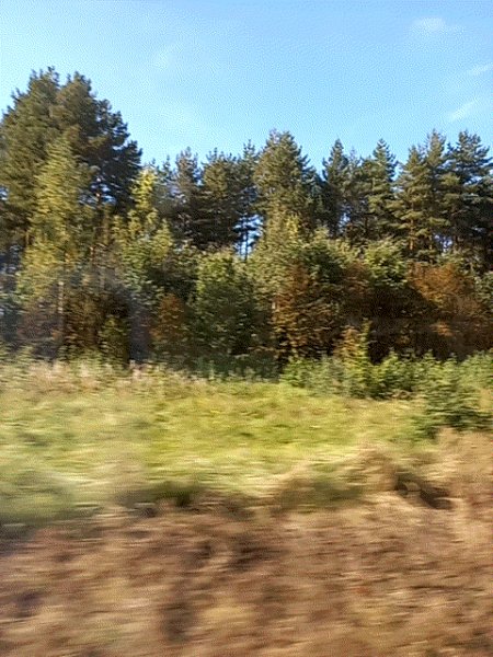 Осенний пейзаж 2025