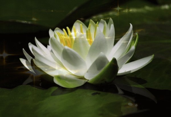 0 2a970f ac2d36be orig