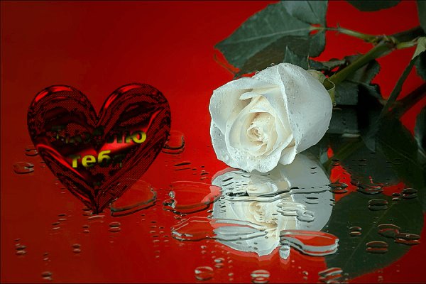 Люблю тебя Белая роза