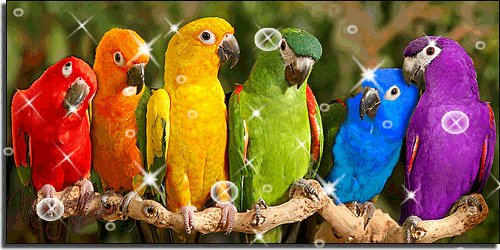 Попугаи