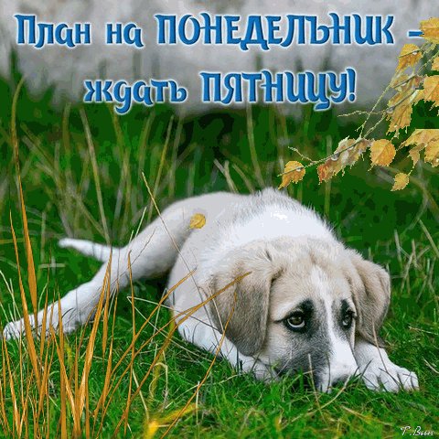 Анимированная открытка план на понедельник