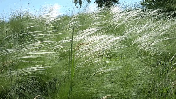 Высока ковыль трава