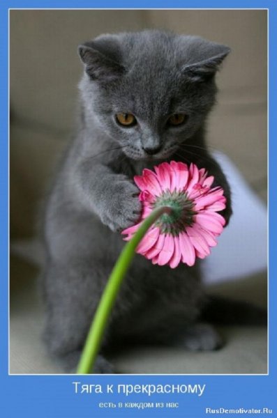 Тяга к прекрасному