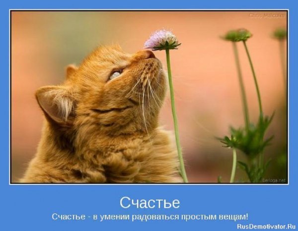 Счастье в умении радоваться простым вещам