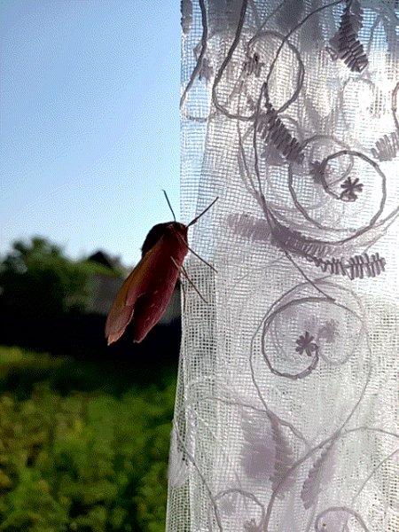 Качели на занавесках