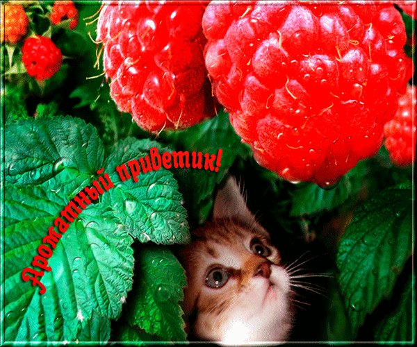 Анимированная открытка ароматный приветик