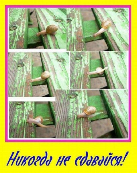 Никогда не сдавайся