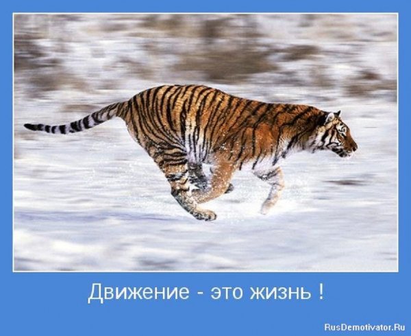 Движение - это жизнь!