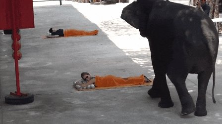 гифки, слон, живность