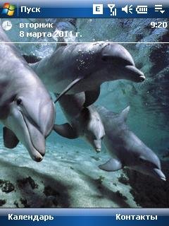 Dolphins