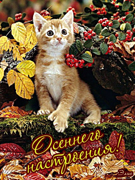 Анимированная открытка осеннего настроения