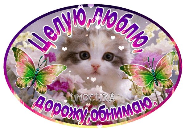 анимированная открытка целую люблю дорожу