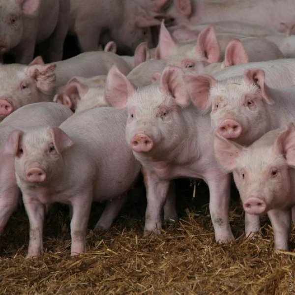 Русский народный анекдот - Как хохло-американцы на Русь ходили