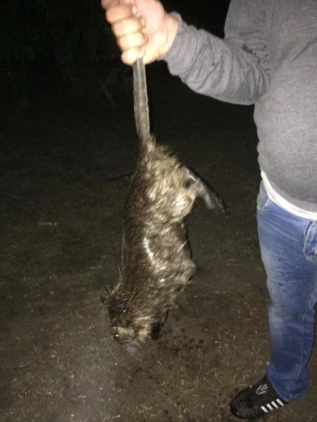 Неизвестный - пацан поймал крысу на удочку