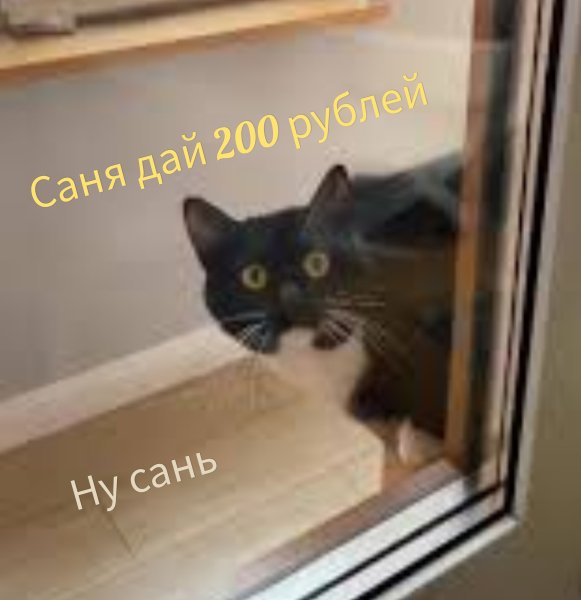 Кот - Ну Сань дай двести рублей