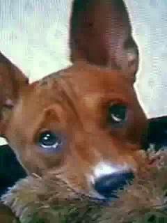 Шарик  полай  - Шашки поет  ржу