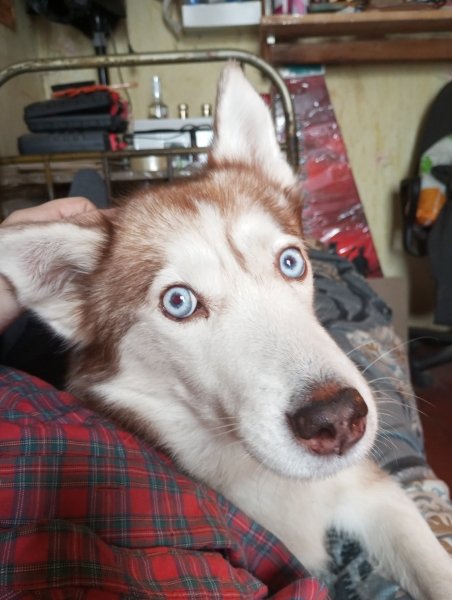 Ностальгия - Уплили на хуй твои кролики