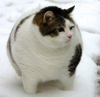 Чисто Прикол - Бомба - Кот