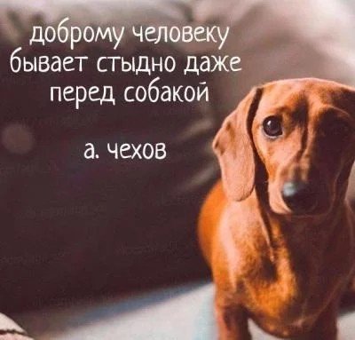 стыд