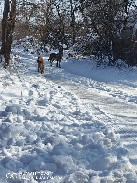 Разгул собак в городе