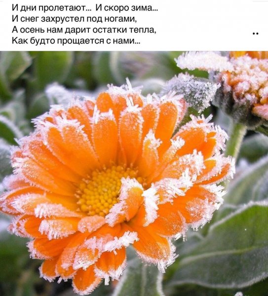 marinaalekminskaya 20201112 14