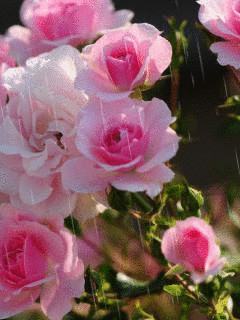 1335861.gif