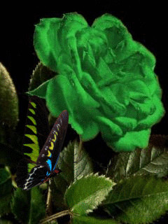 1462908.gif