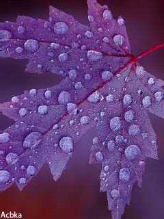 листик с каплями.gif