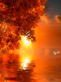 1265184.gif