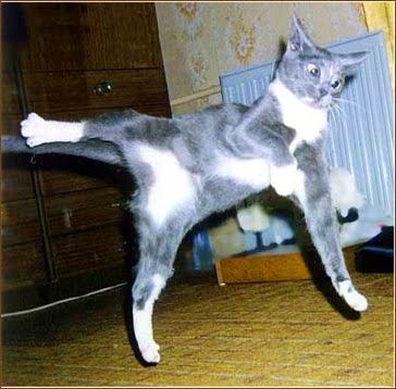 Танцуют все.jpg