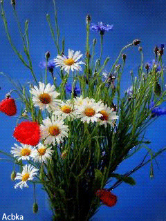 1315467.gif