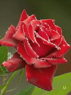 1400728.gif