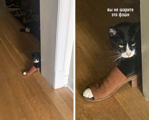 Kogda prosjat pojasnit za wmot.jpg