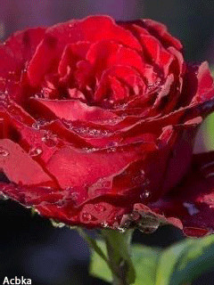 1230745.gif