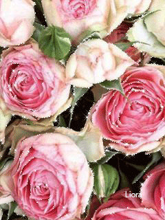1380047.gif