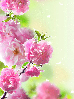 1233223.gif