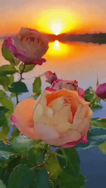 20220827.gif