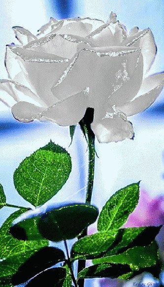 0100200358.gif