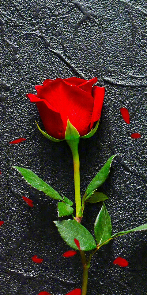 c8ab986318ef6c70c310897a04060f9d.gif