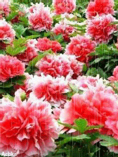 1336021.gif