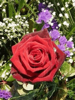 1361894.gif