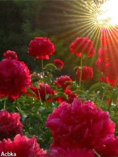 1331300.gif