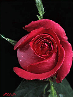 1243625.gif